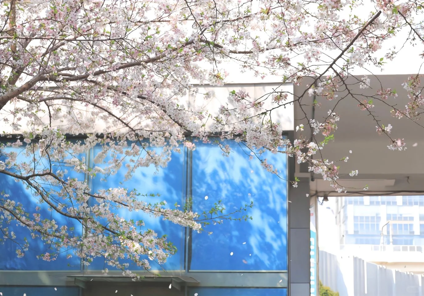 𝗦𝗵𝗮𝗿𝗲｜iPad壁纸