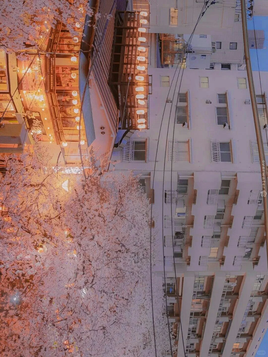 浪漫樱花系列壁纸『上』