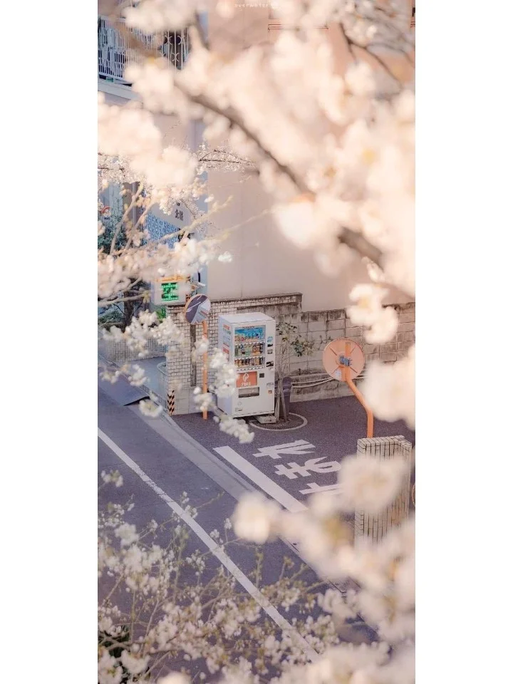 壁纸 | 今天是小清新的日系壁纸哦~