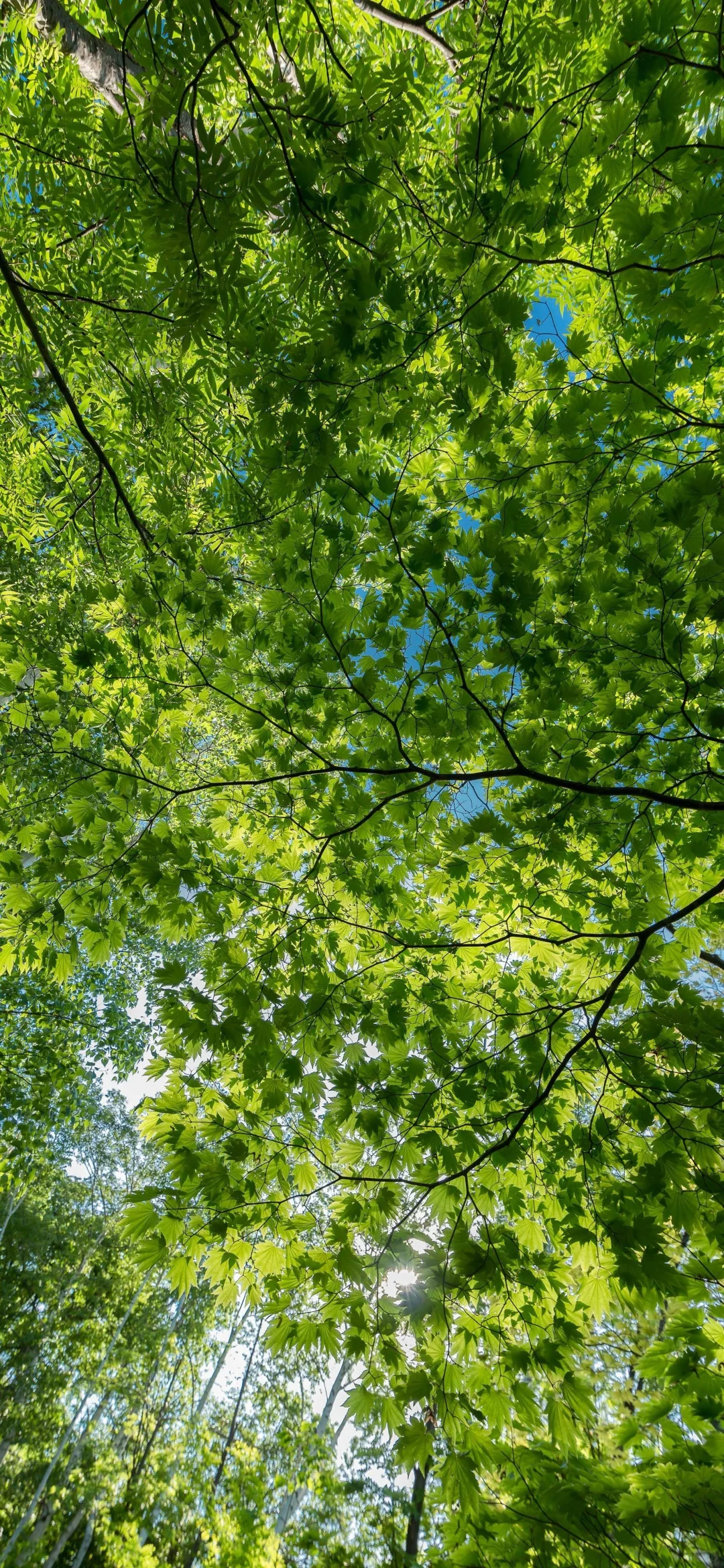 手机壁纸-每日分享-素图