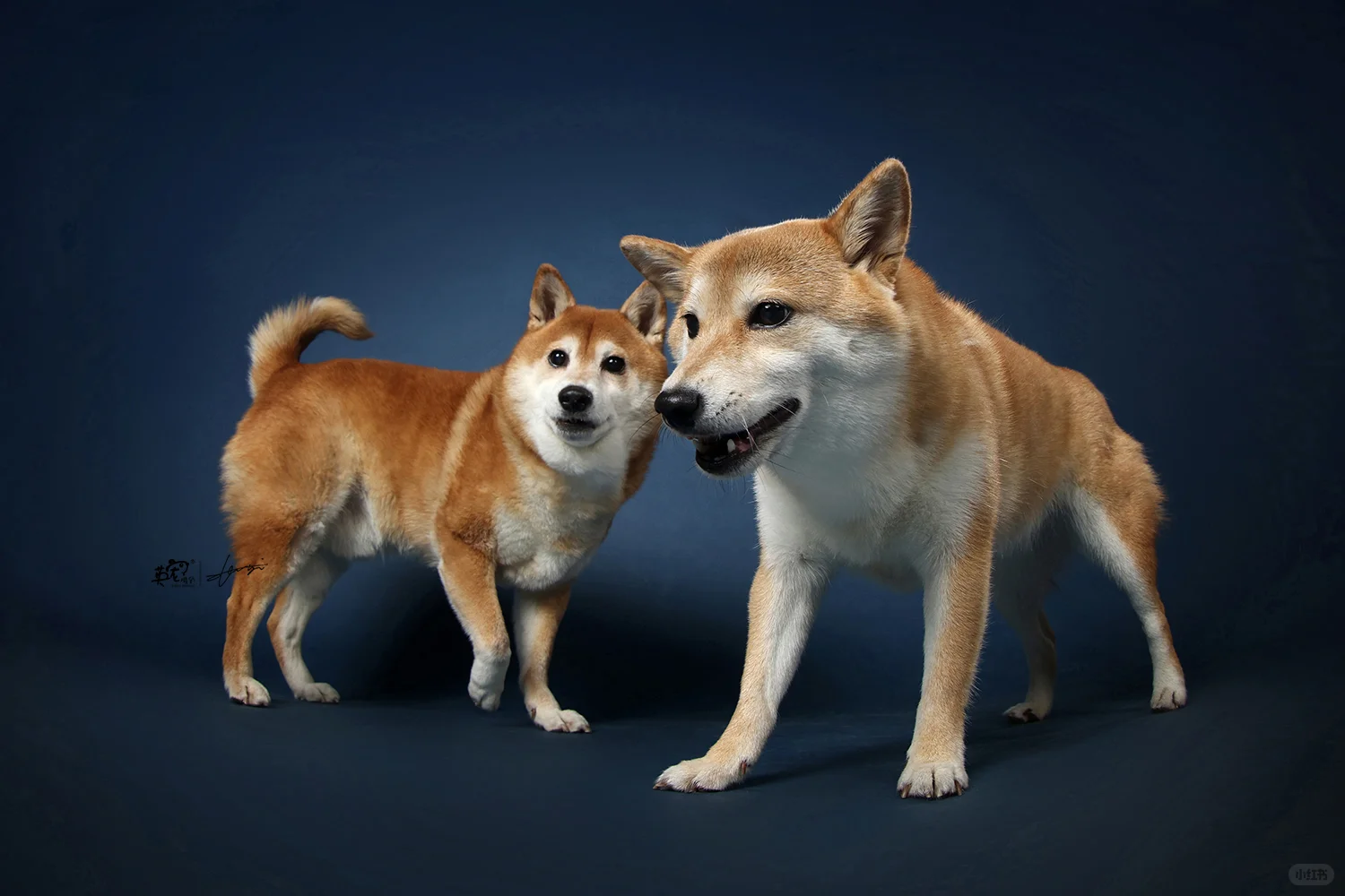 两脚兽叫我找找皇室的感觉，那是什么感觉