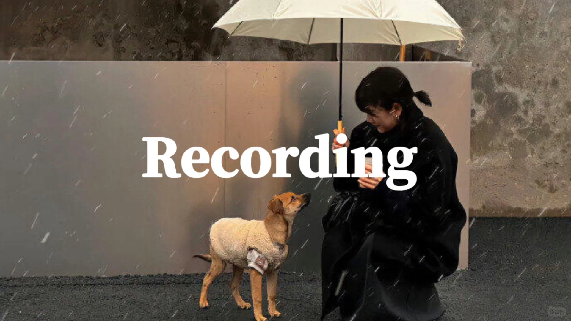 plog｜96🐭｜share一波爱用💕💻壁纸叭