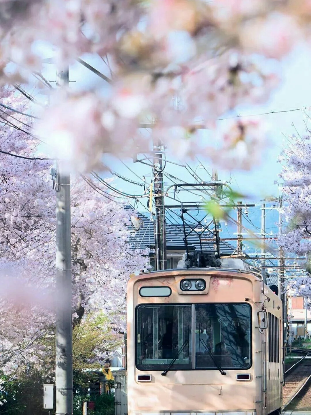 浪漫樱花系列壁纸『上』