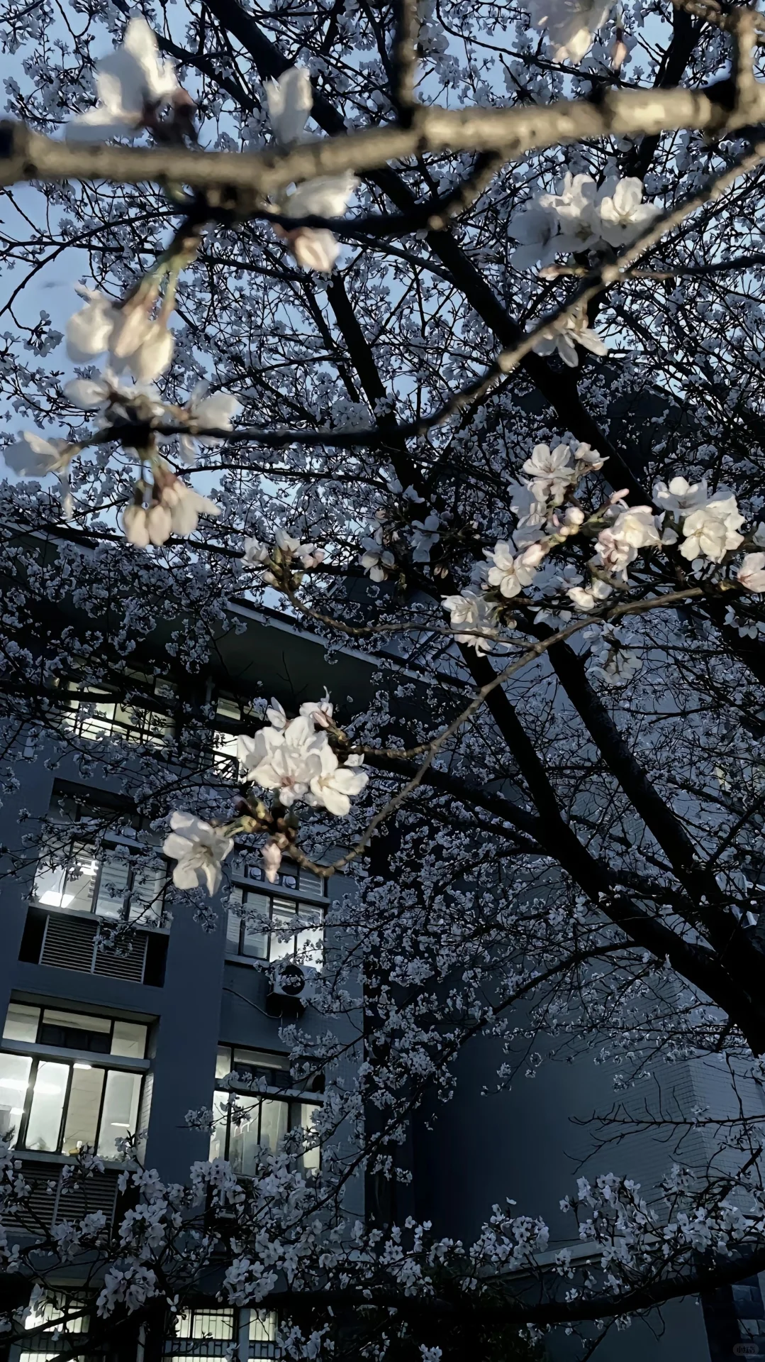 新的橘子六，光删壁纸喜欢的自取