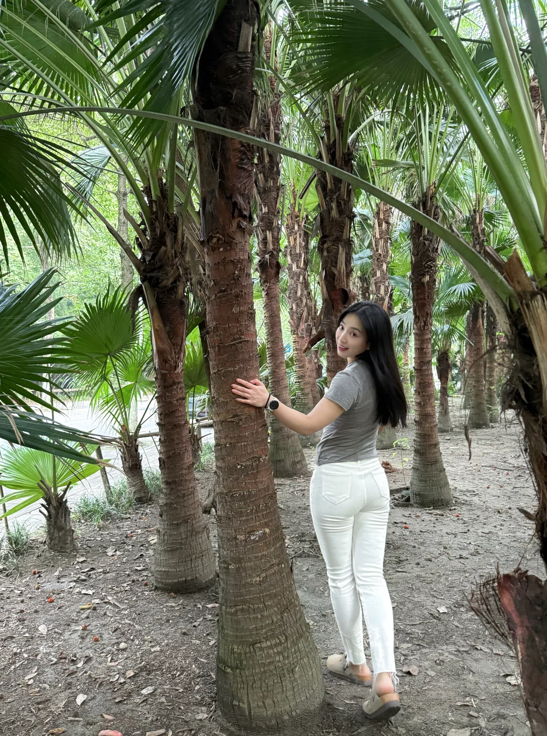 路过一片水杉林