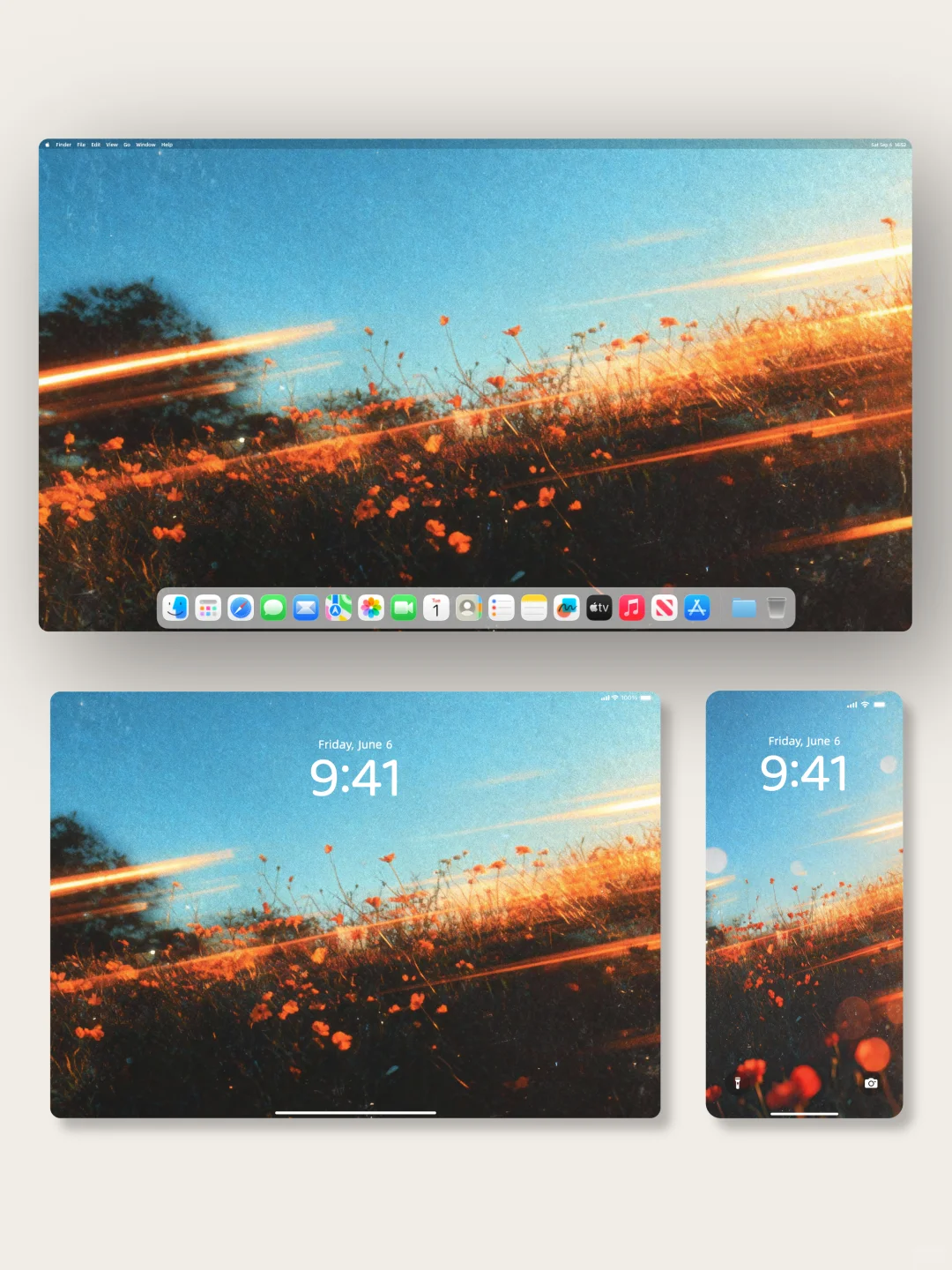 壁纸 | 在余晖的滤镜里绽放