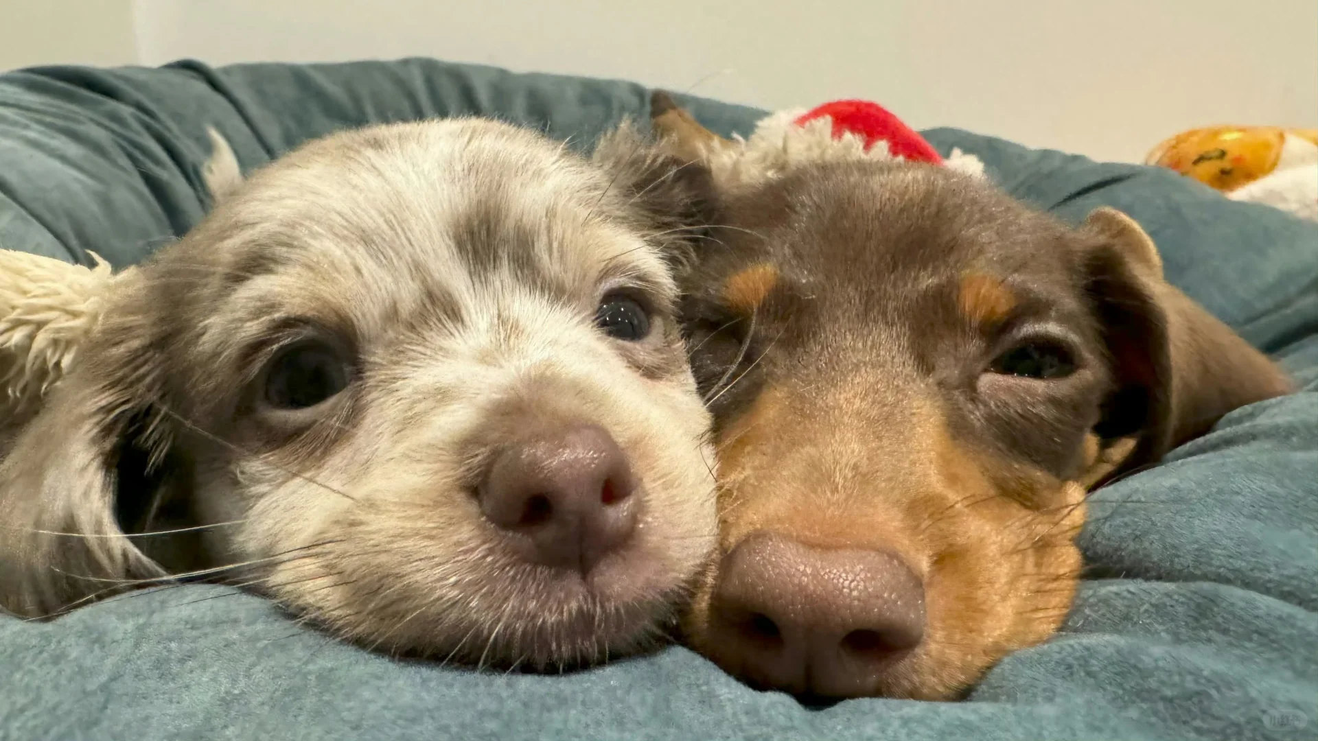 iPad电脑壁纸该换了.ᐟ‪.ᐟ