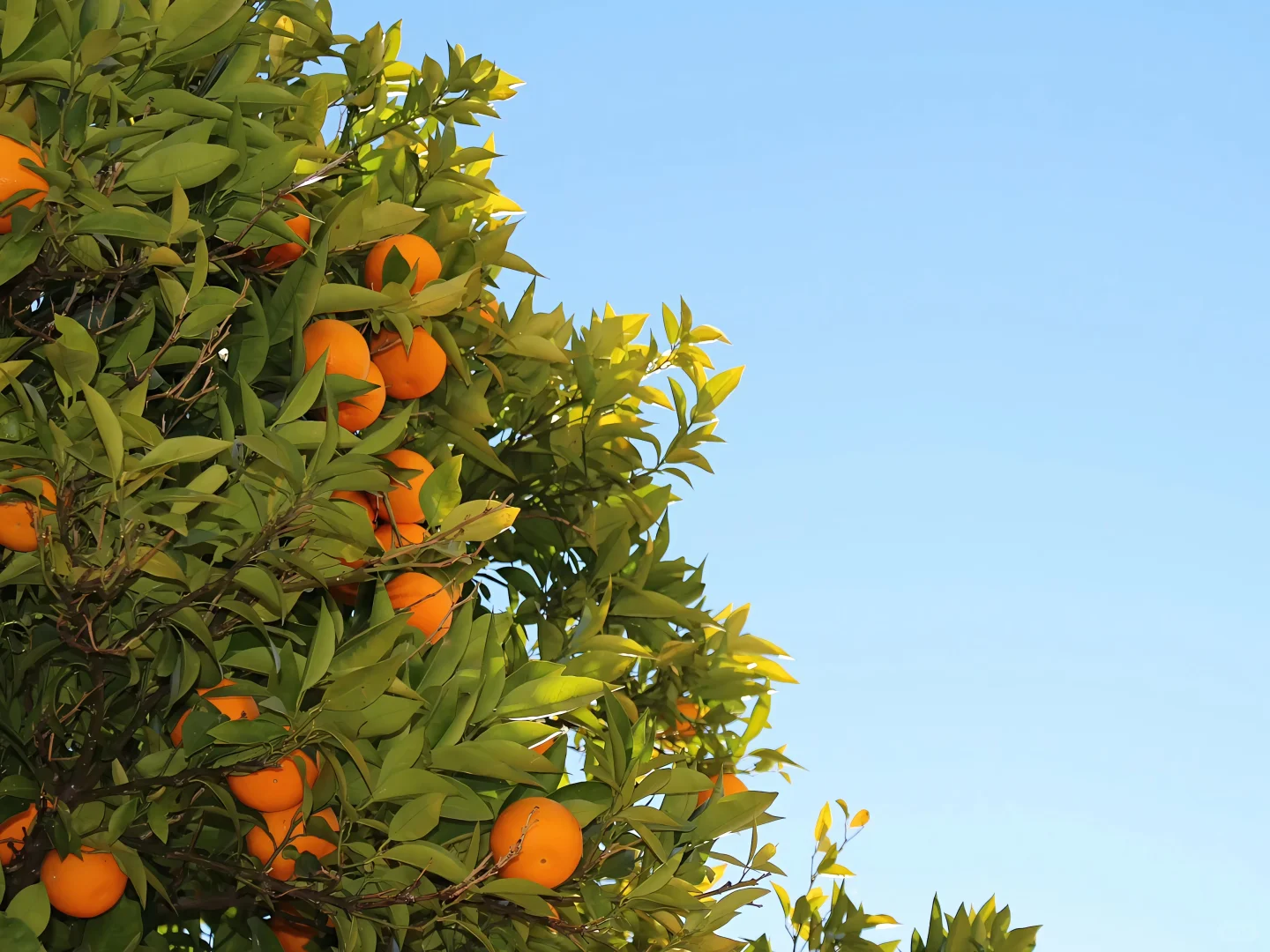 IPAD高清壁纸 | 充满希望的春日壁纸