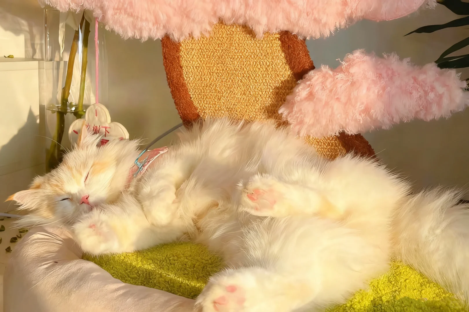 plog｜一些超治愈可爱的ipad壁纸❗️