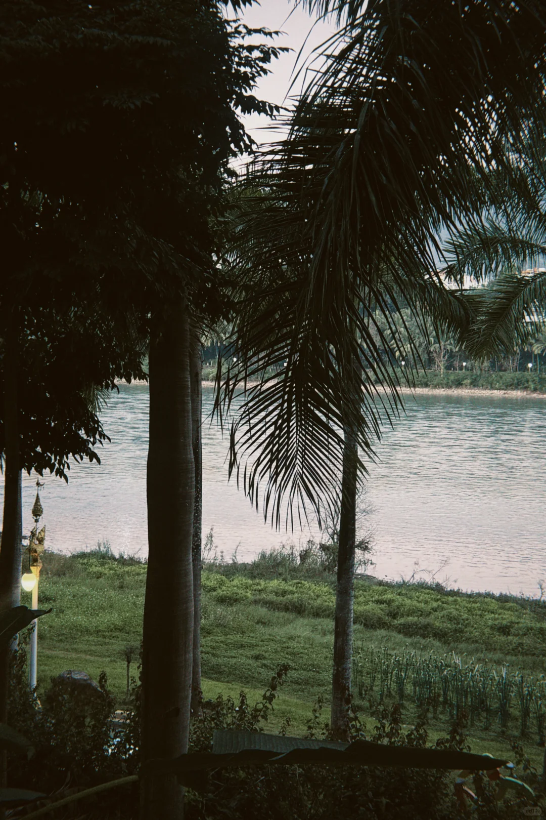 西双版纳这几天~这很infj