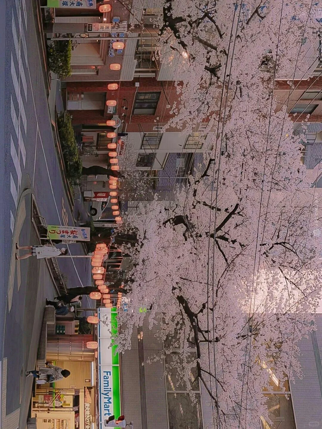 浪漫樱花系列壁纸『上』