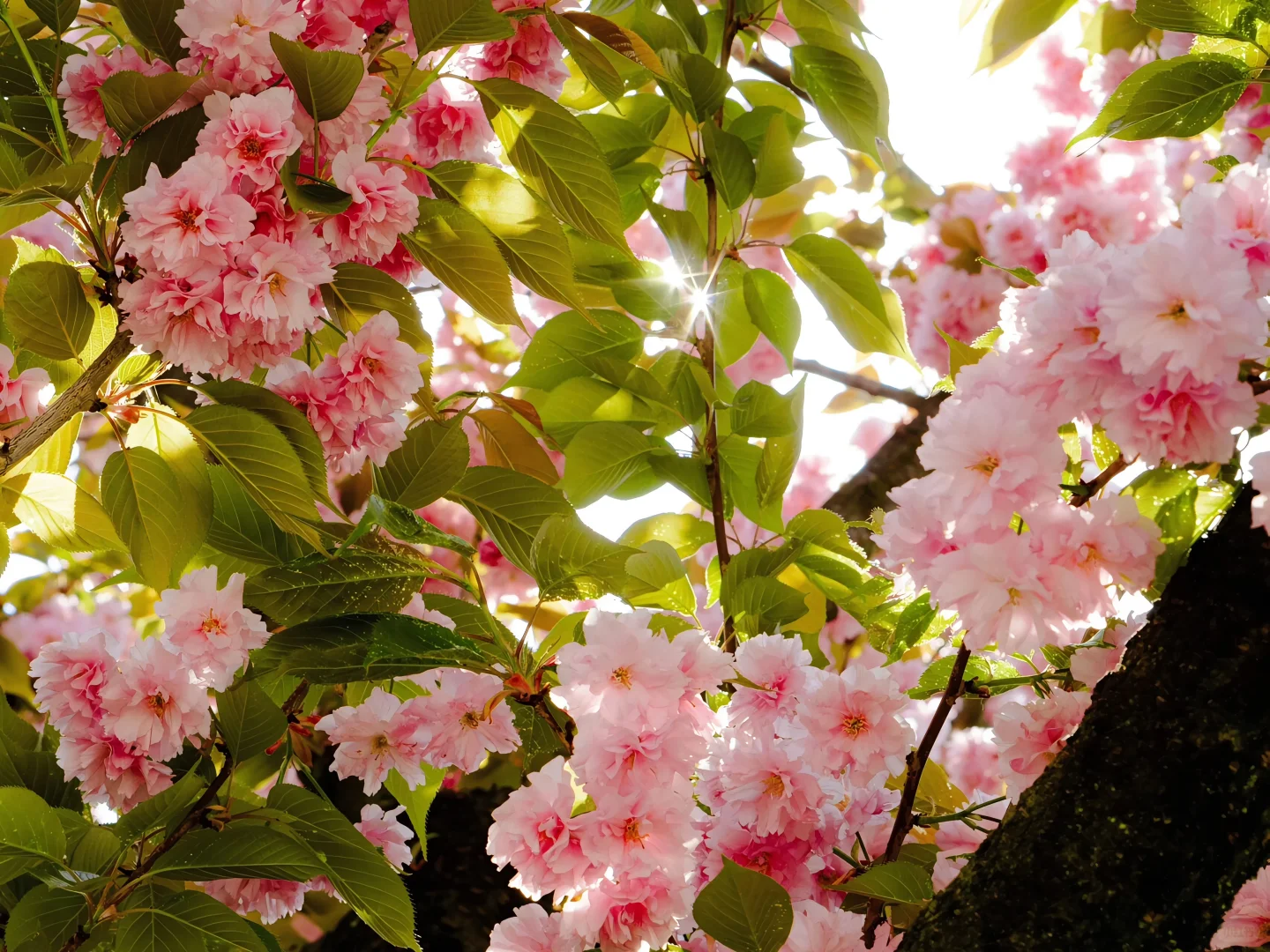 IPAD高清壁纸 | 充满希望的春日壁纸