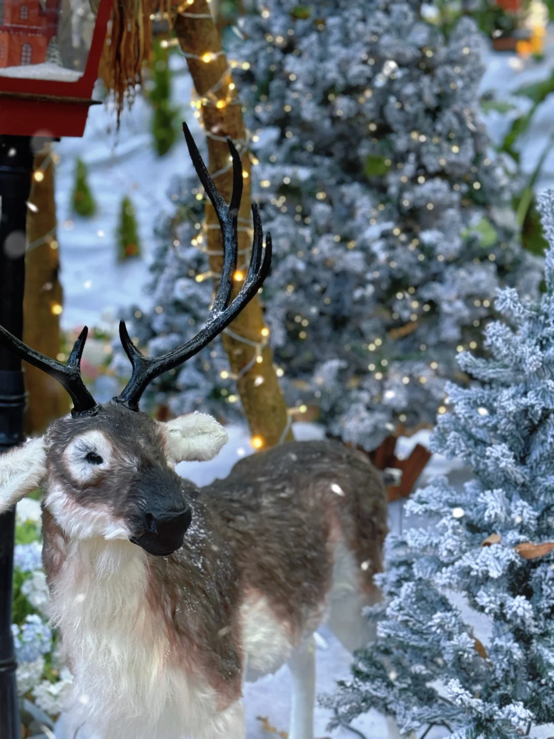 🎄圣诞氛围已拉满…