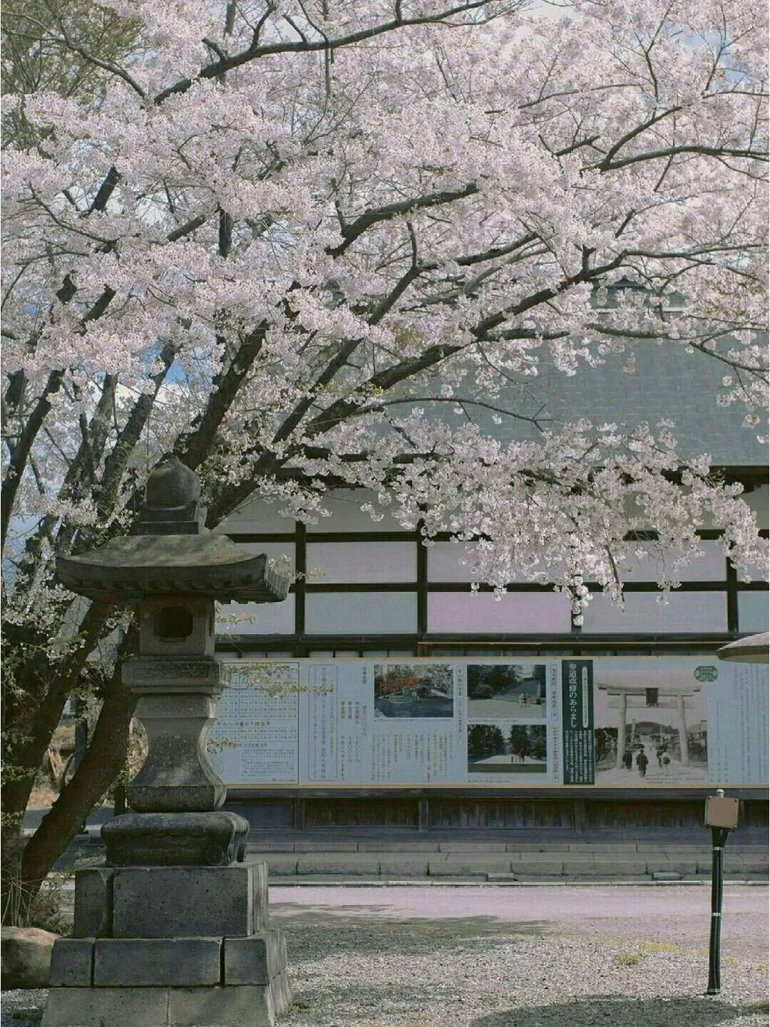 浪漫樱花系列壁纸『上』