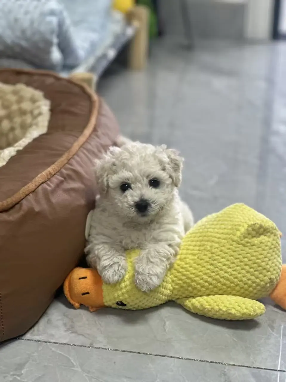 有没有懂狗的朋友