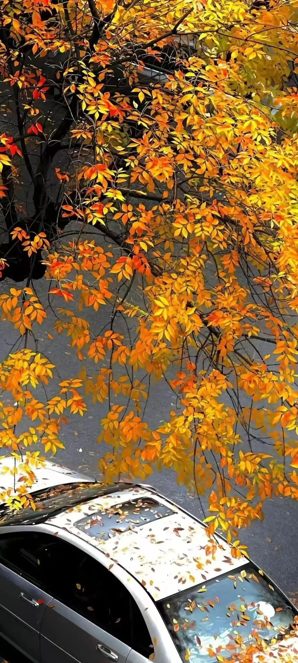 JOKER｜日常壁纸分享