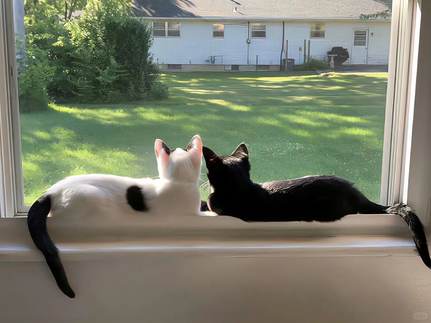 plog｜一些超治愈可爱的ipad壁纸❗️