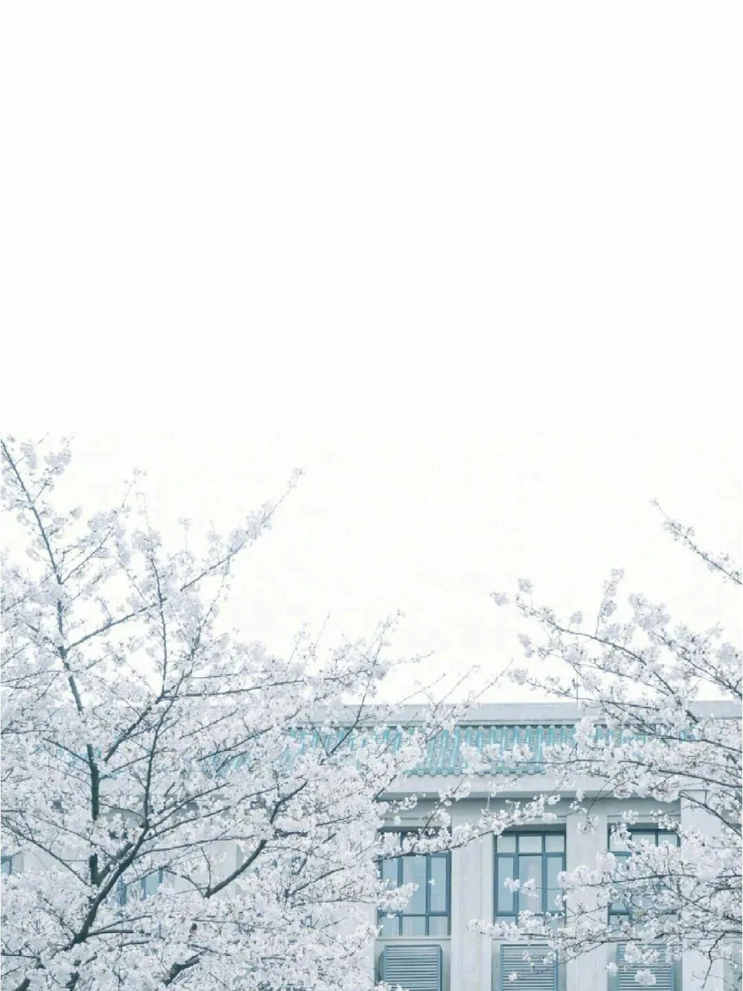 浪漫樱花系列壁纸『上』