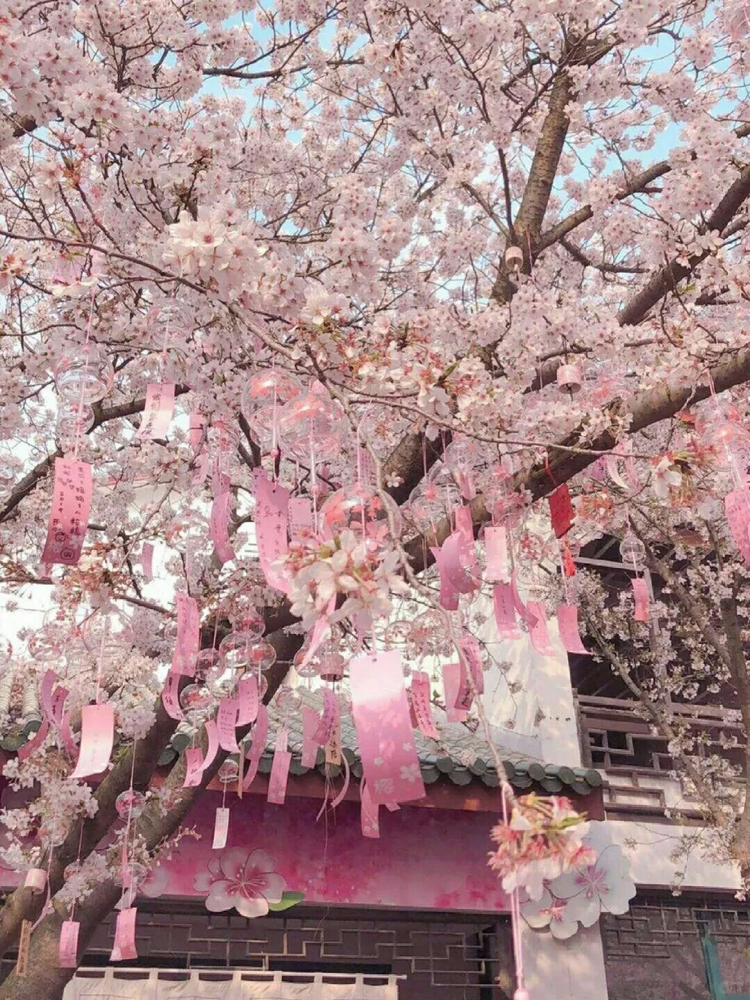 浪漫樱花系列壁纸『上』