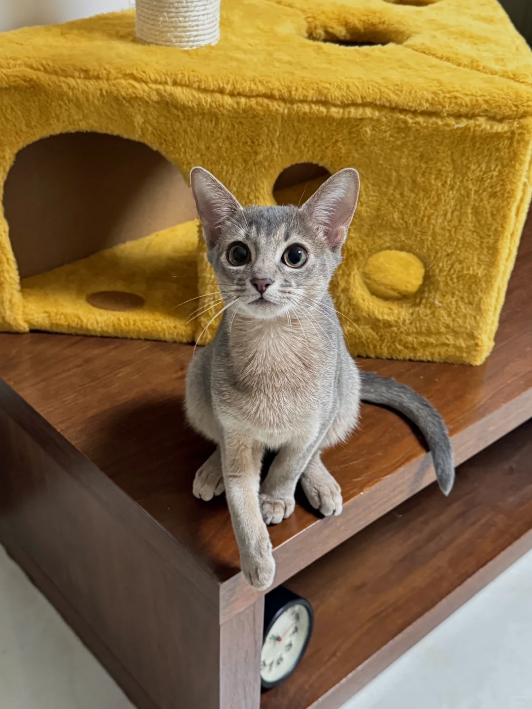 标致得像个嫩模🐈‍