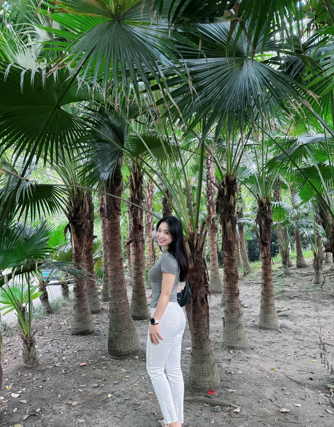 路过一片水杉林