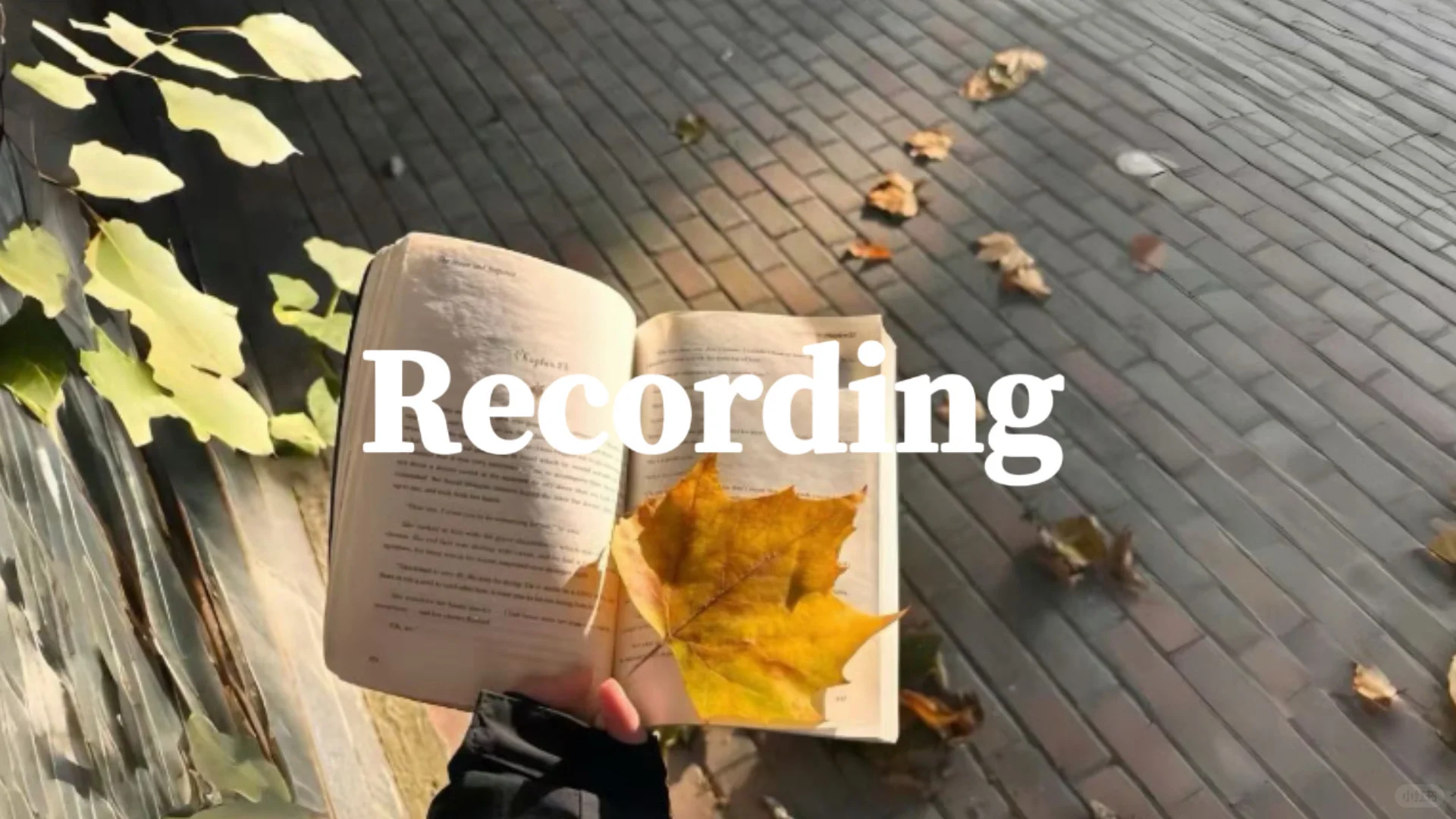 plog｜96🐭｜share一波爱用💕💻壁纸叭