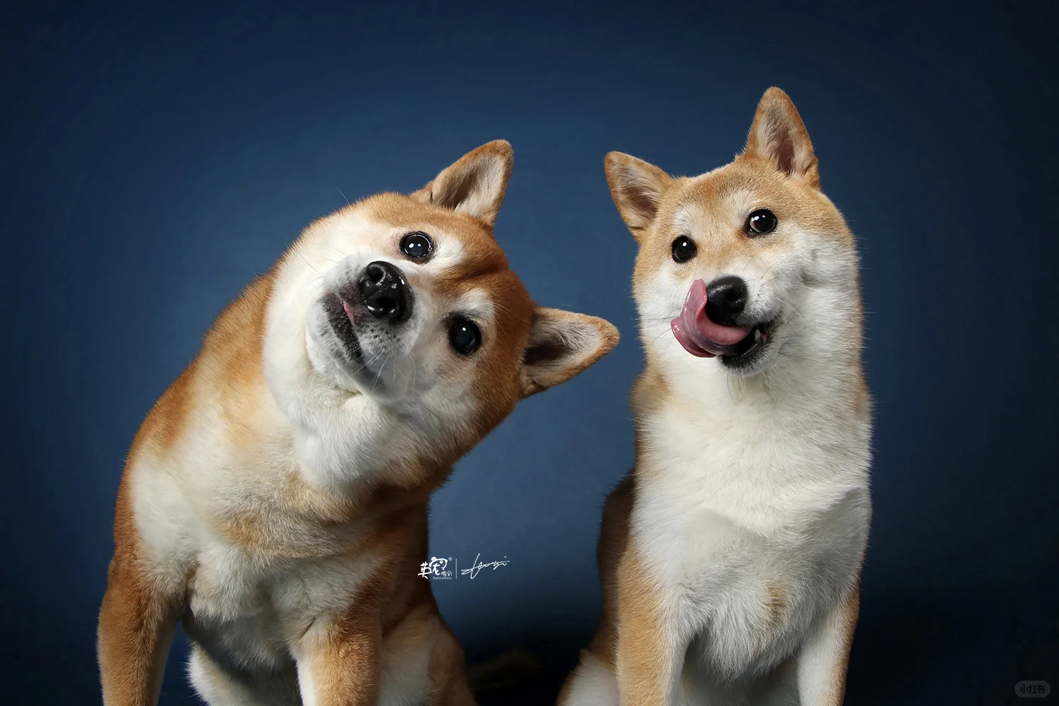 两脚兽叫我找找皇室的感觉，那是什么感觉