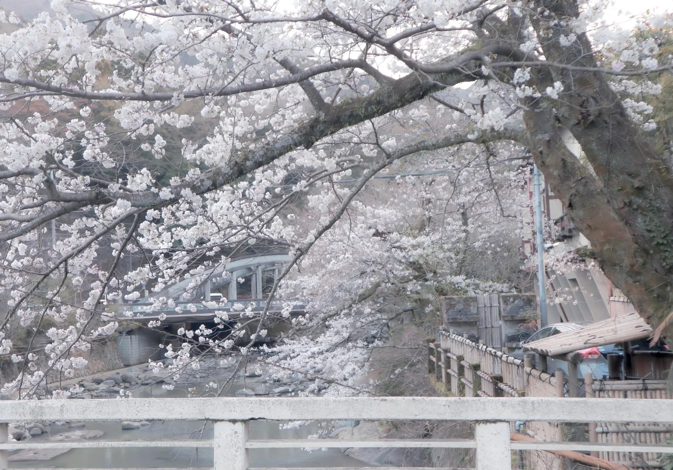 𝗦𝗵𝗮𝗿𝗲｜iPad壁纸