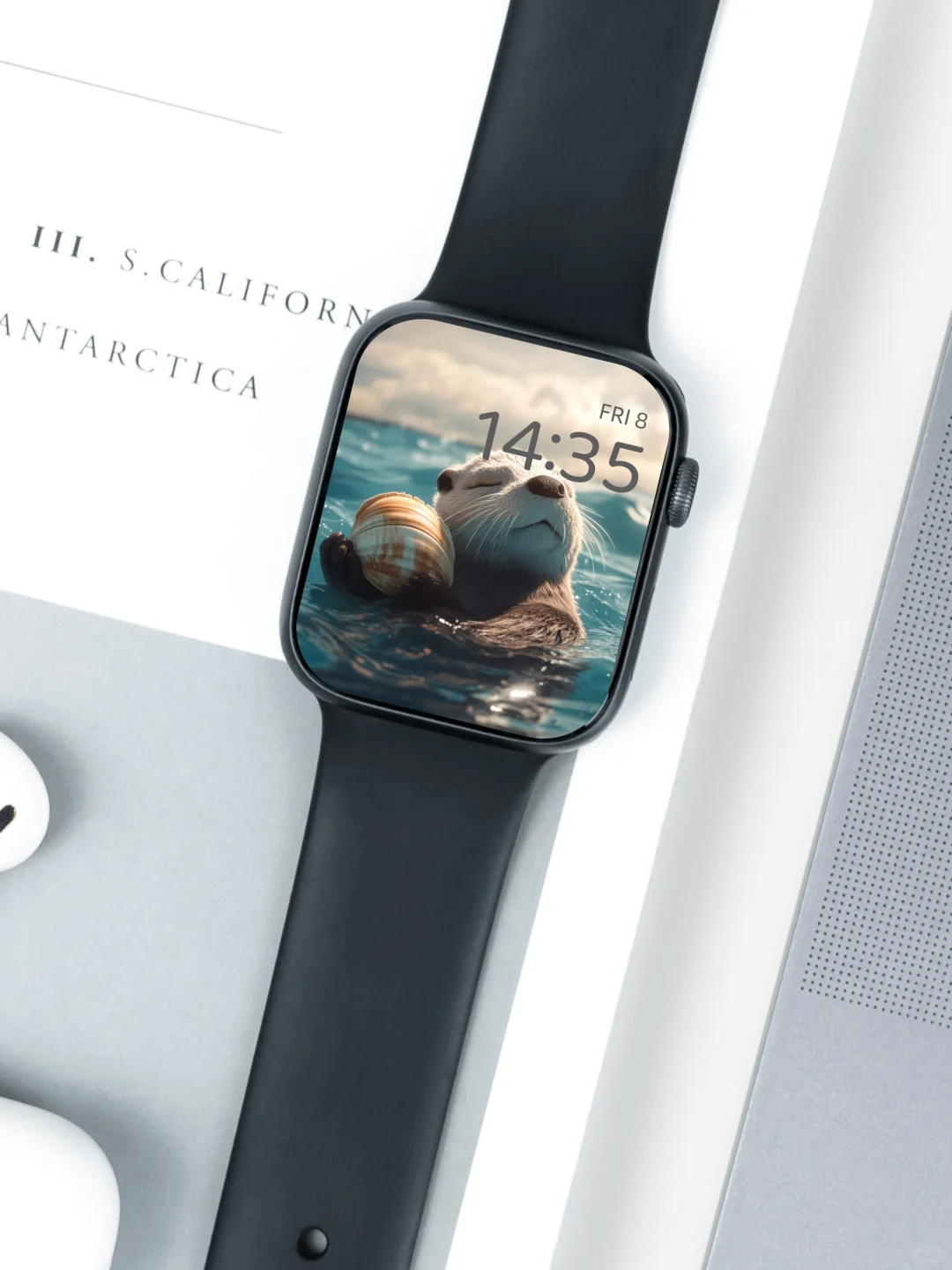 041｜简约高清壁纸｜贝壳海獭