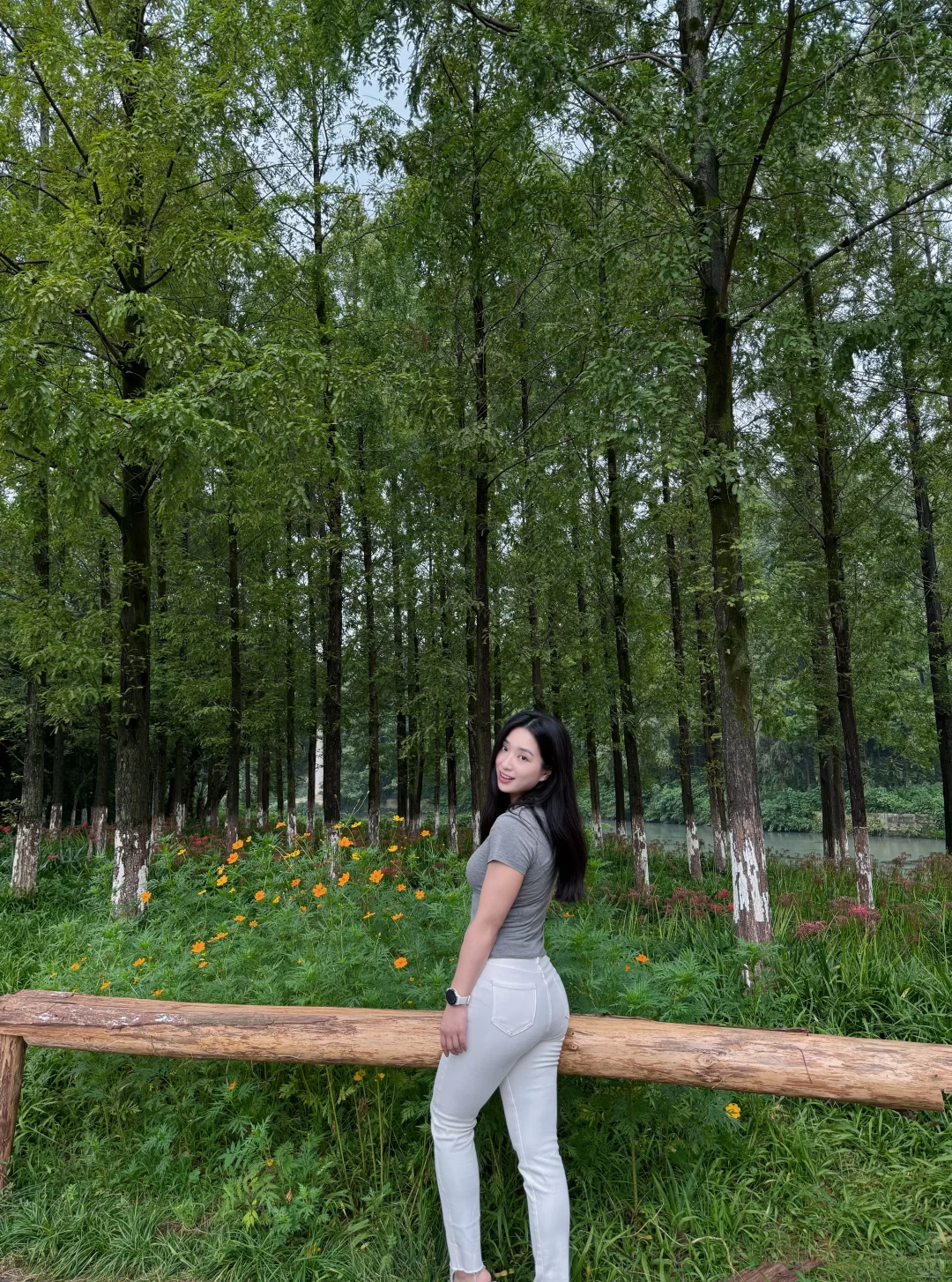 路过一片水杉林