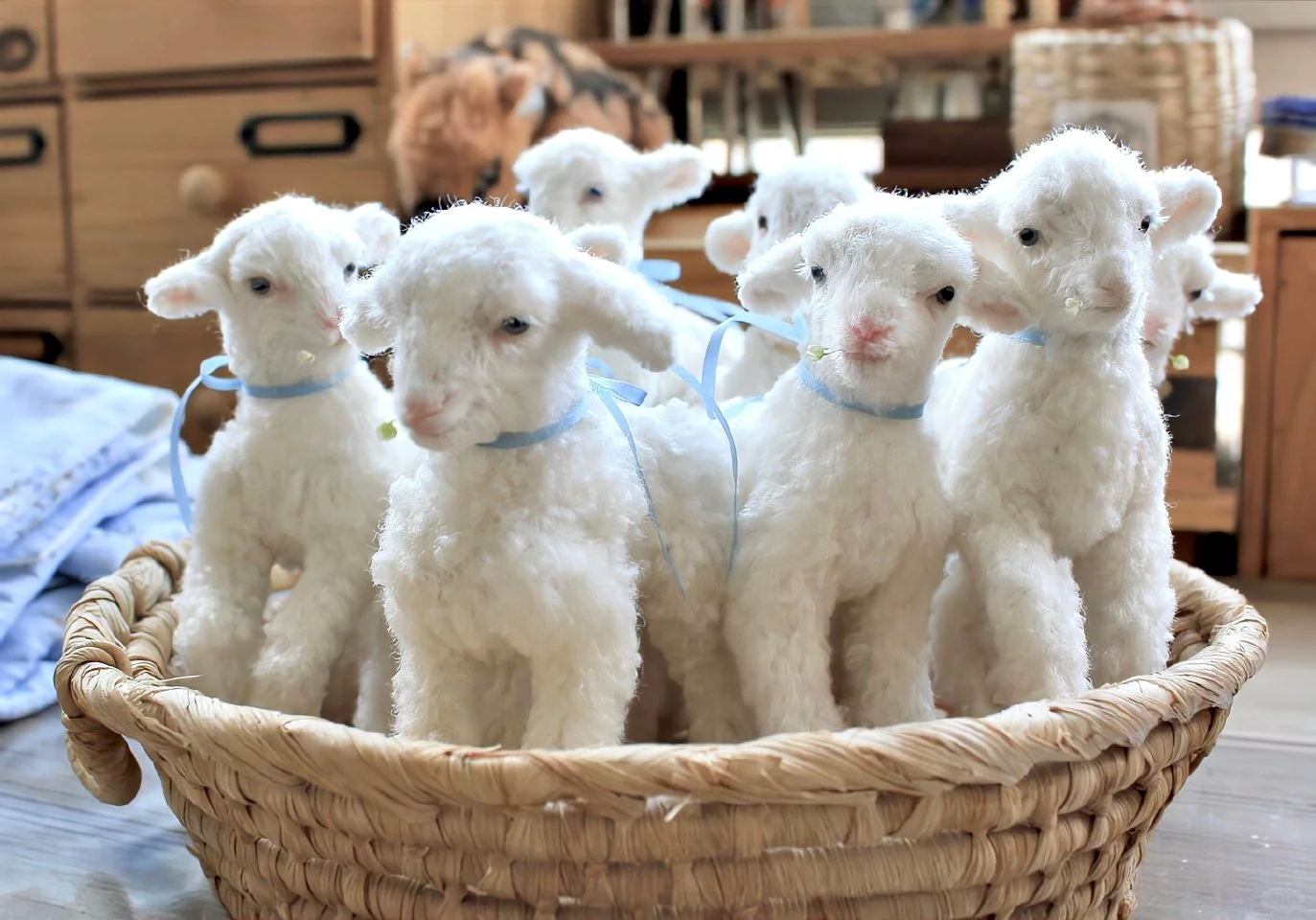 𝗦𝗵𝗮𝗿𝗲｜iPad壁纸