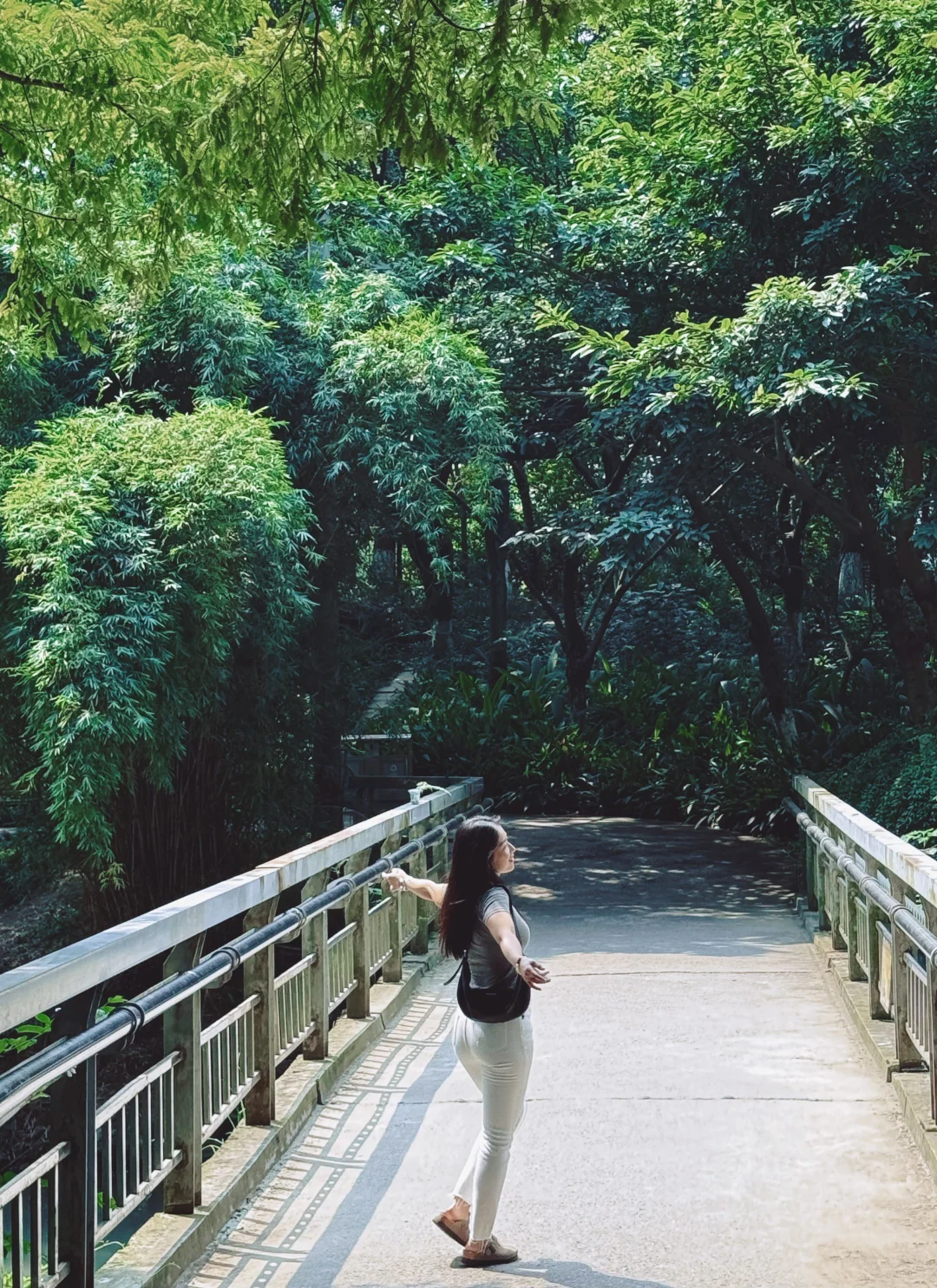 路过一片水杉林