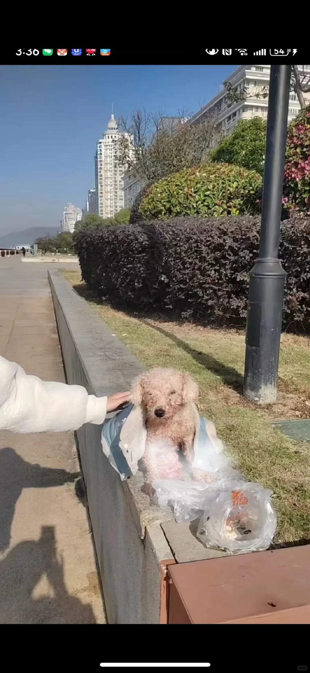 瑞安慕森犬舍老板你还是人吗？