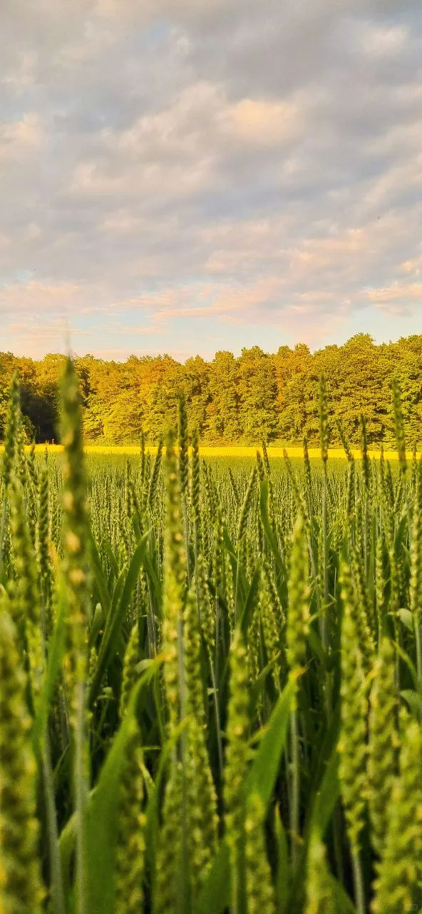 𝐒𝐡𝐚𝐫𝐞｜iPhone壁纸258期