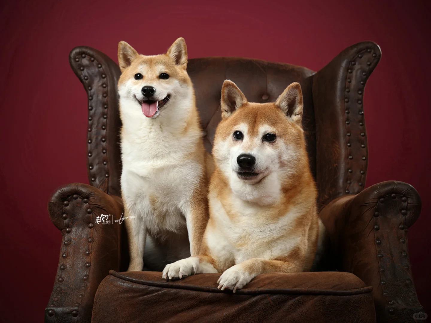 两脚兽叫我找找皇室的感觉，那是什么感觉