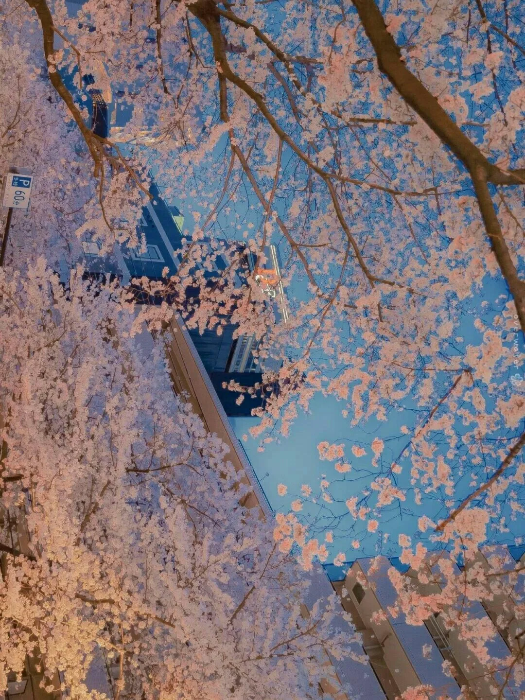 浪漫樱花系列壁纸『上』