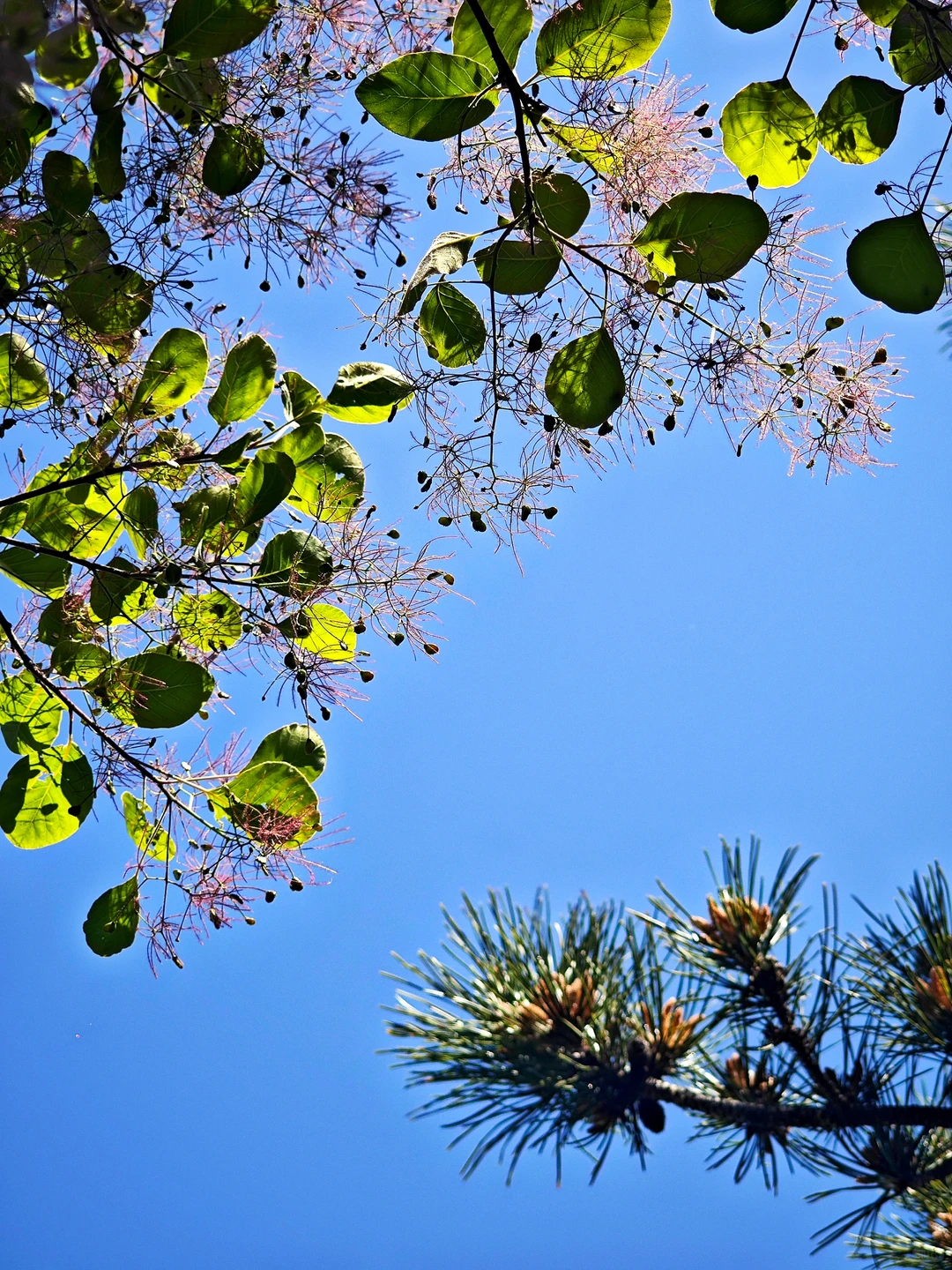 ⛰️山野漫步·自在如风 🌬️