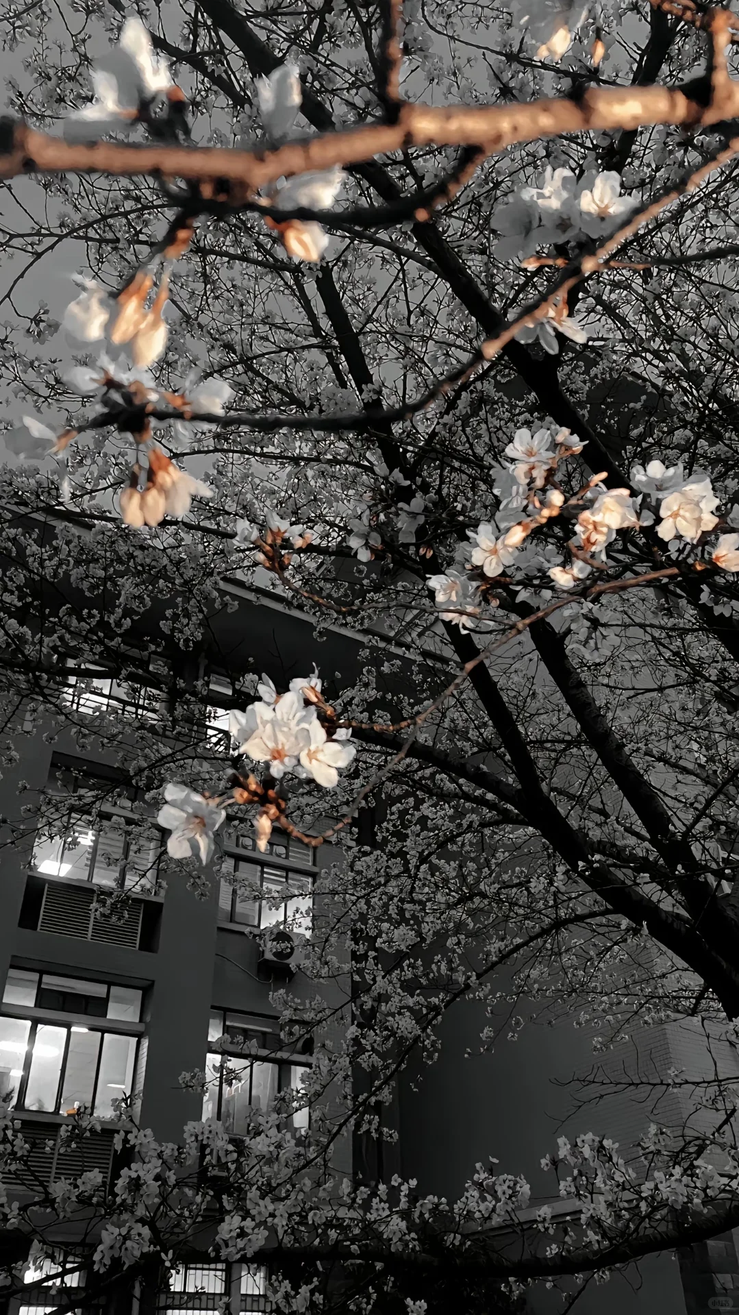 新的橘子六，光删壁纸喜欢的自取