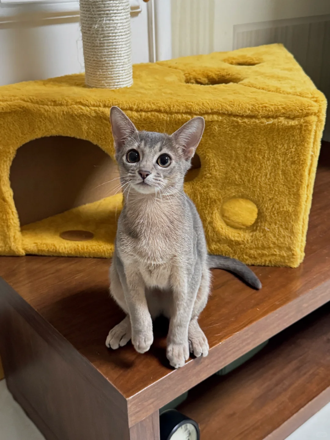 标致得像个嫩模🐈‍