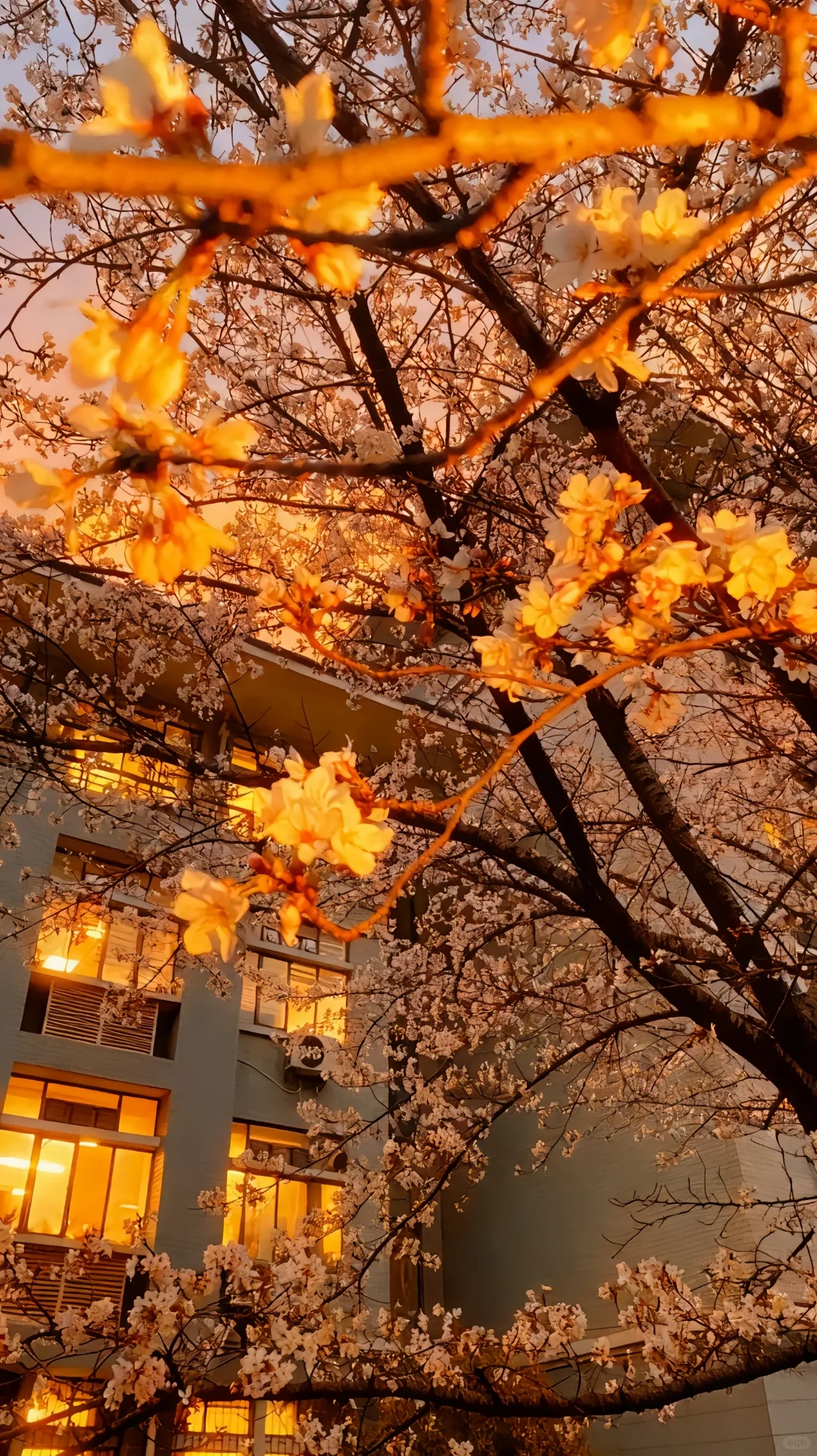 新的橘子六，光删壁纸喜欢的自取