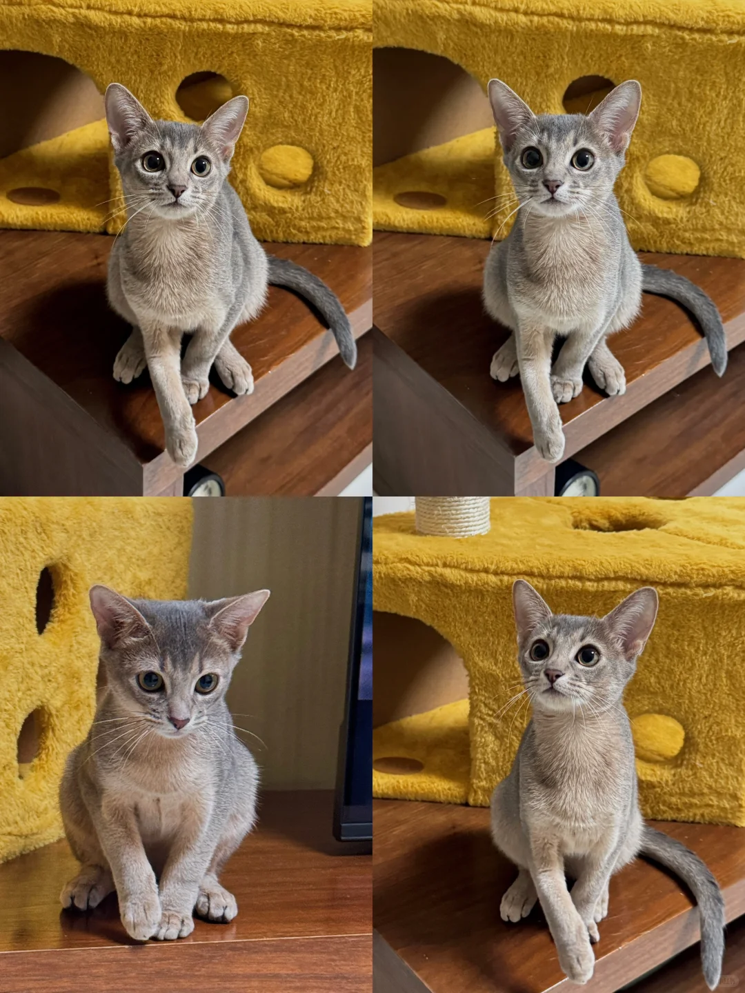 标致得像个嫩模🐈‍