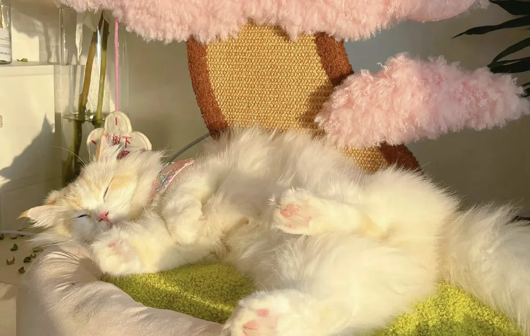 𝗦𝗵𝗮𝗿𝗲丨横屏壁纸