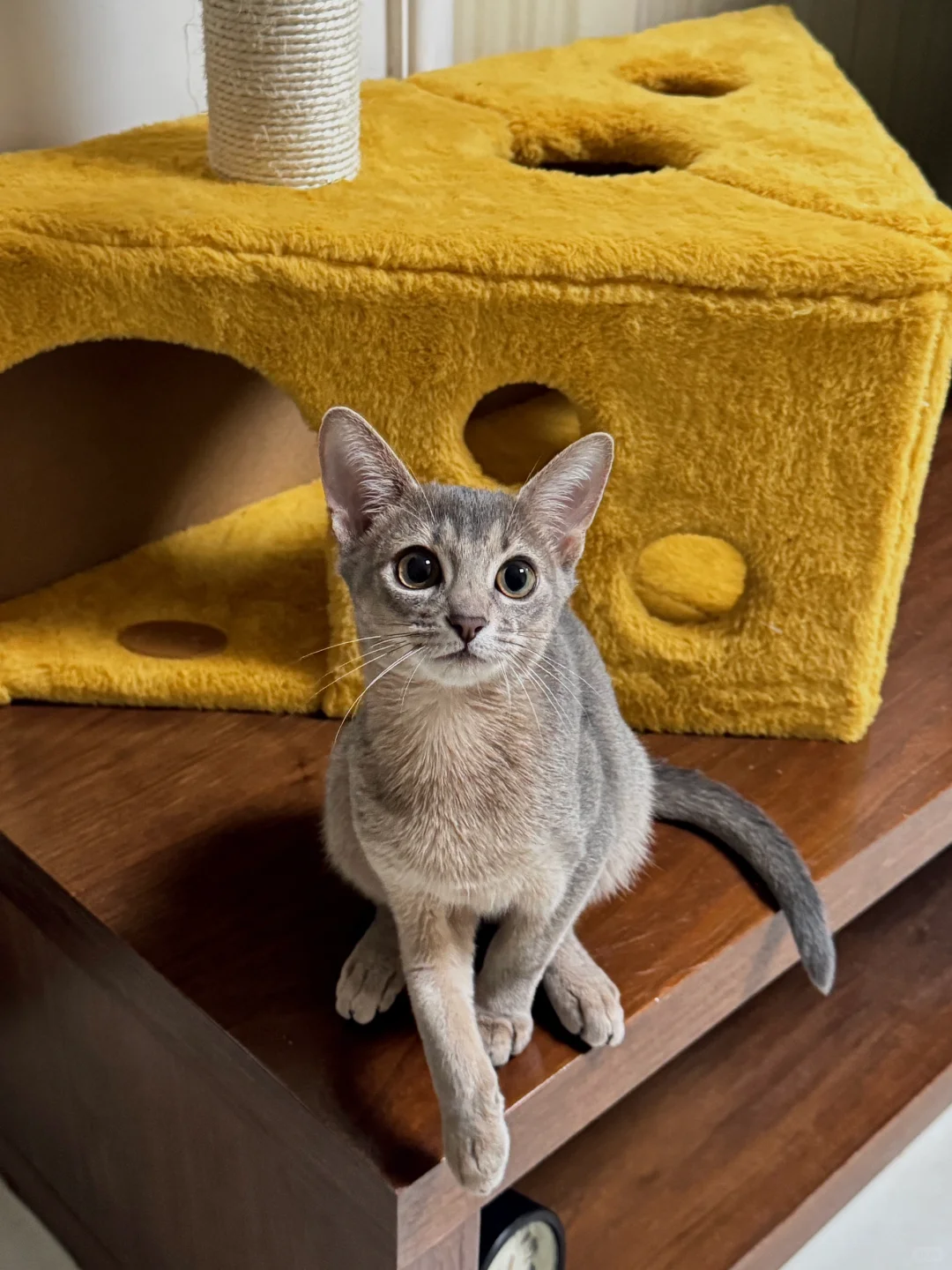 标致得像个嫩模🐈‍