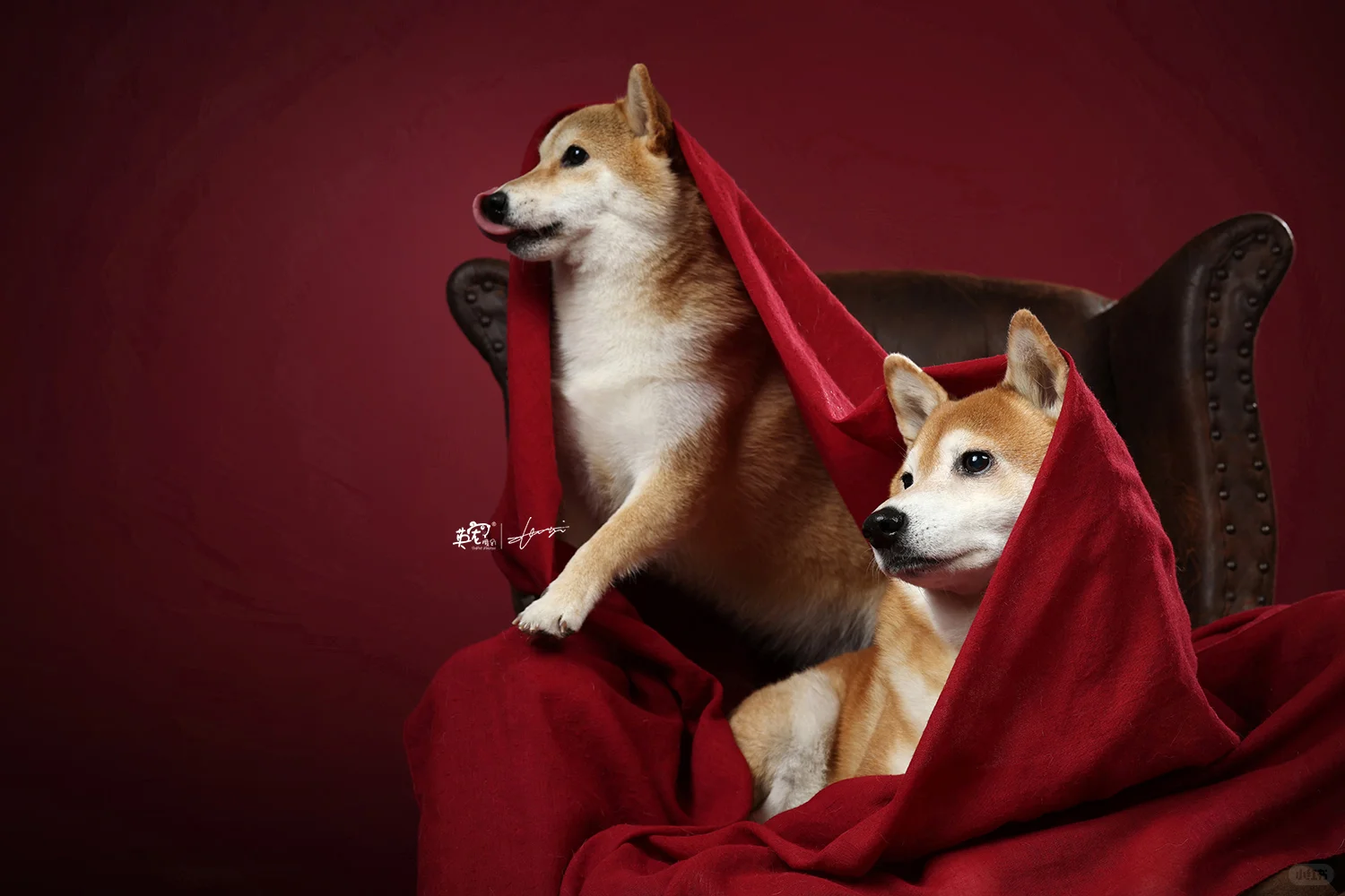 两脚兽叫我找找皇室的感觉，那是什么感觉