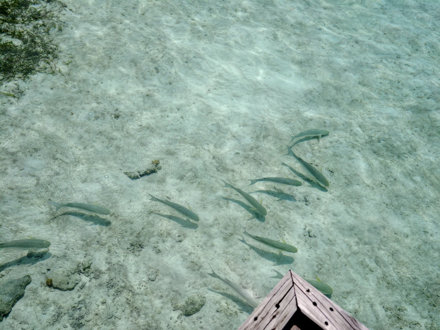 平胸｜在海岛就不会穿衣羞耻🏝️🏖️