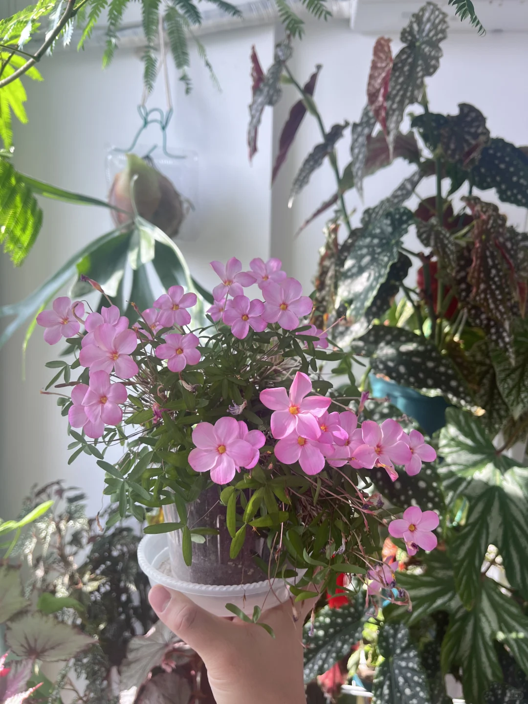 第一次种酢浆草大成功