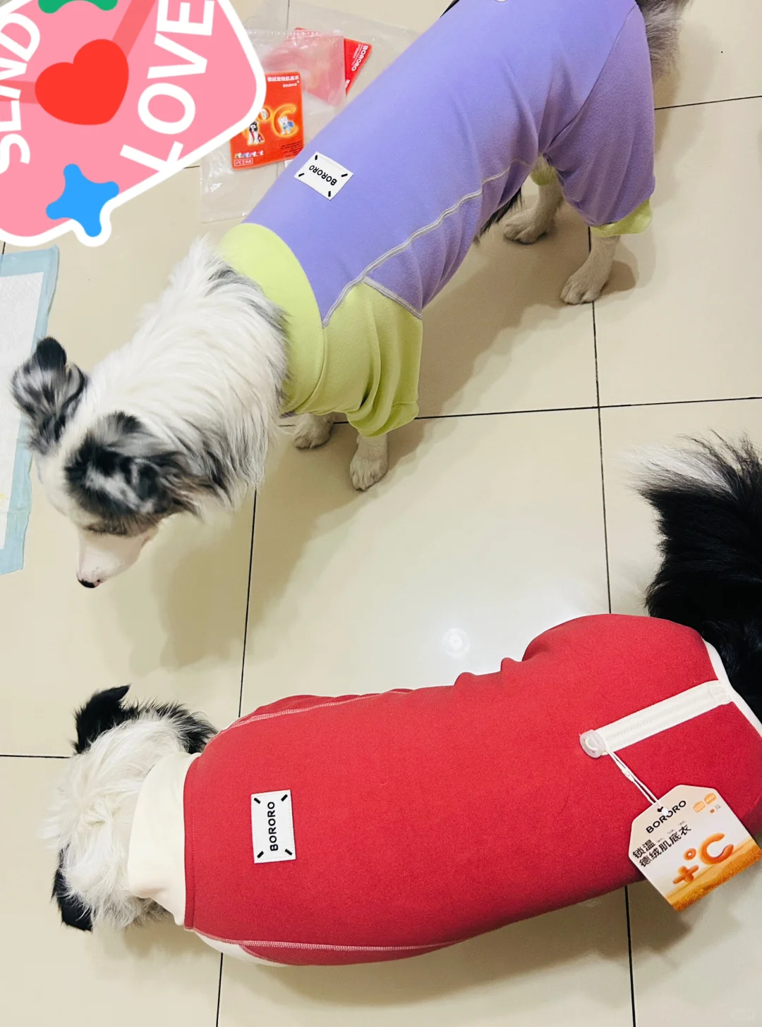 丰盈饱满的身姿🐶