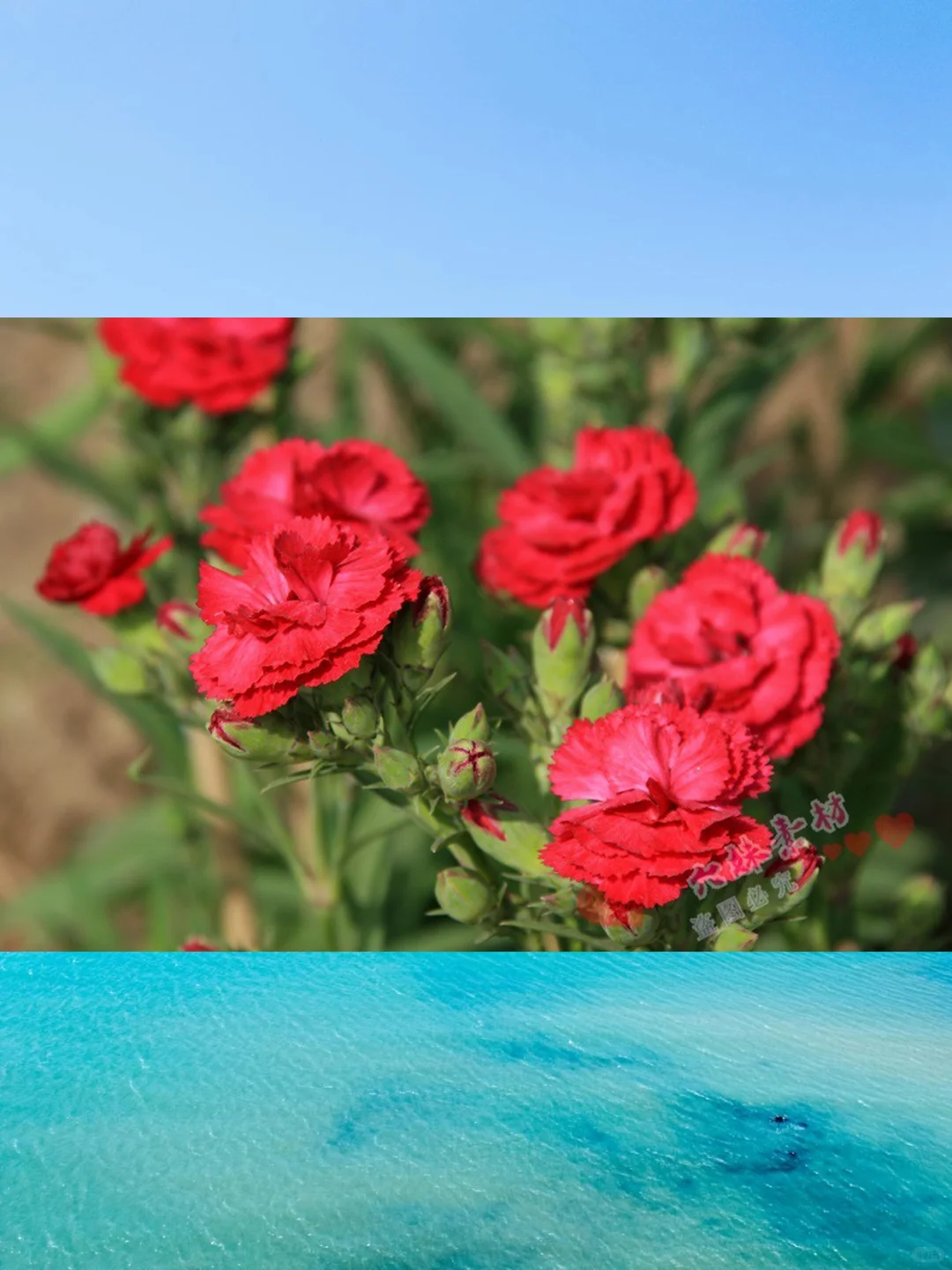 4K高清康乃馨图片母亲节摄影PS素材图库