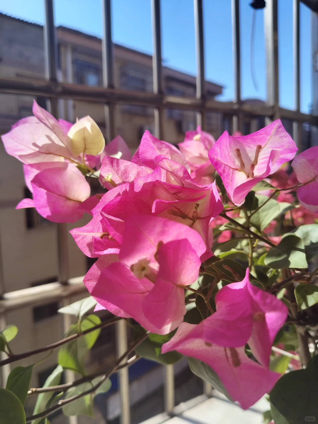 阳光下的三开得多娇艳