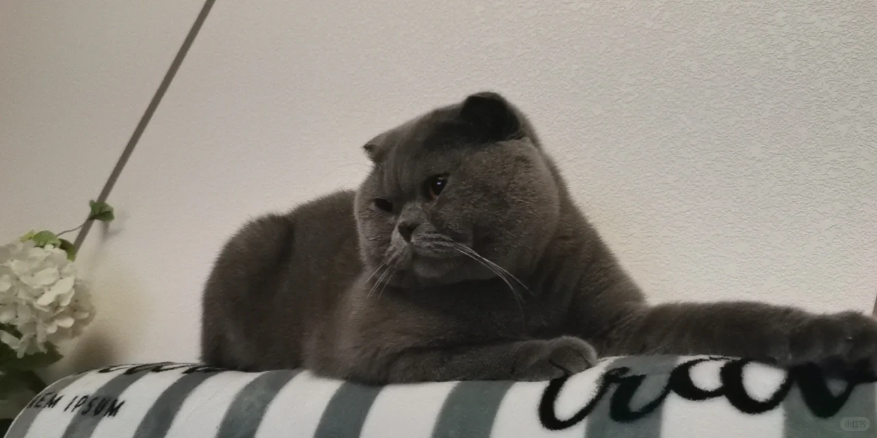 抛了个媚眼给红薯们